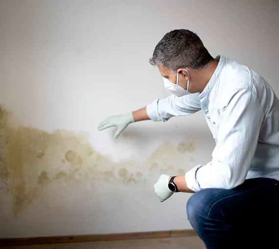 Mold Removal Service in Wildomar, CA